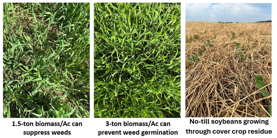 Biomass and weed suppression.jpg